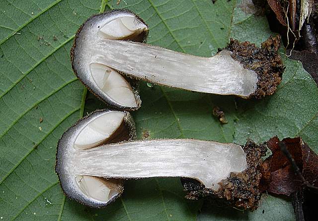 I  Funghi della collina pianeggiante